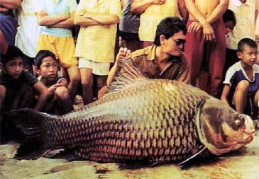 2970_Jules Fernandez_Giant Siamese Carp_Catlocarpio siamensis.jpg